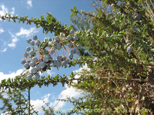 Imágen de Berberis darwinii (Michay / Calafate). Haga un clic para aumentar parte de imágen.